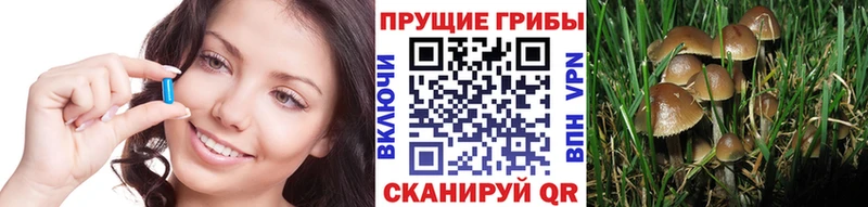 как найти наркотики  Пролетарск  Галлюциногенные грибы Cubensis 